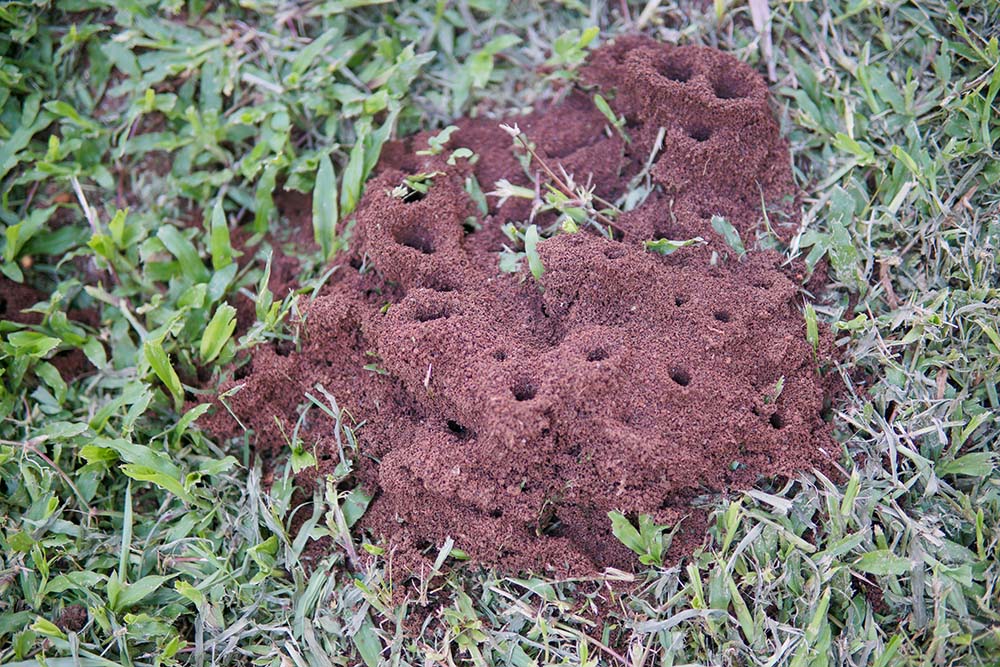 Close-up of a fire ant mound in a backyard near a swimming pool area